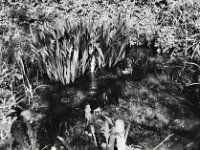 Gartenteich  Pentax K2, SMC PENTAX-FA 1.9/43 Limited, ADOX CHS 100 II  -11.04.2025 -