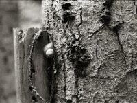 Schnecke  Yashica FR I, Contax Carl Zeiss Planar 1.4/50, ADOX CHS 100II  - 12.07.2025 -