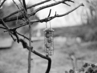 Meisenfutter  Pentax 67 II. SMC 2.4/105, KODAK 400TX  - 01.02.2025 -