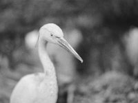 Tropfen  Pentax 67 II. SMC 2.4/105, KODAK 400TX  - 01.02.2025 -