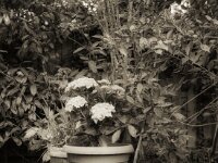 Hortensie  Fuji GS 645 S prof.WIDE 60, KODAK 400TX@200  - 14.04.2025 -