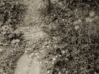 Gartenweg  Fuji GS 645 S prof.WIDE 60, KODAK 400TX@200  - 14.04.2025 -