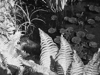 Teichfrosch  Fuji GW 690 III, KODAK 400TX  - 19.04.2025 -