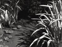 Gartenteich  Fuji GW 690 III, KODAK 400TX  - 19.04.2025 -