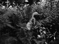 Der Reiher im Schatten  ASAHI Pentax 6x7, Super-Multi-Coated TAKUMAR/6x7  3.5.55, ADOX CHS 100 II  -14.06.2025 -
