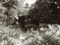 Gartenweg  Pentax 645N, SMC FA 2.8/45, Gelbfilter, KODAK 400TX  - 29.04.2025 -