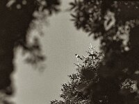 Elster  Pentax 645N, SMC FA 2.8/150 IF Gelbfilter, KODAK 400TX  - 30.04.2025 -