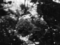 Hortensienblüten  Pentax 645N, SMC FA 645 2.8/45, Gelbfilter, ADOX CHS100II  - 28.06.2025 -