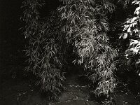 Bambus  Pentax 645N, SMC FA 645 2.8/45, Gelbfilter, ADOX CHS100II  - 28.06.2025 -