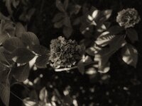 Hortensie im Herbst  Pentax 645N, SM;C FA 2.8/75, Gelbfilter, KODAK TRI-X 400   - 20.09.2025 -
