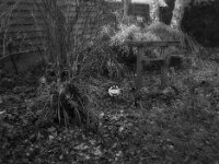 Ruhe und Stille  FUJI GS 645S prof.WIDE 60, KODAK TX 400  - 14.12.2025 -