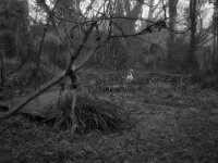 Nebel  FUJI GS 645S prof.WIDE 60, KODAK TX 400  - 14.12.2025 -