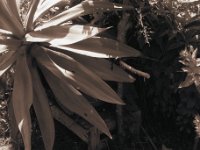 Agave mit Holzstütze  Canham DLC 45; Apo Sironar-N 5.6/150, TXP320/120