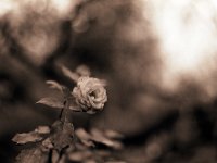 November Rosenblüte  Pentax LX, SMC 1.4/50; Ilford HP5+@250