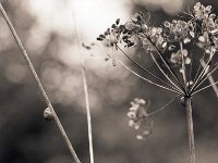 Die Schnecke am Halm  Pentax SuperA, 2.4/105 (67er), 400TX