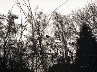 Amsel  Pentax 645N, 2.8/75, 400TX/1600