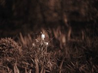 Schachbrettblumen  Pentax 67II, Takumar 2.8/150; Efke R50/32