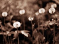 Pusteblume  Pentax 67II, SMC 2.4/105, Fuji Acros 100/64