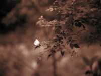 Wildrosenblüte  Pentax 67II, SMC Takumar 2.8/150, Gelbfilter, Acros 100/64 - 25.05.2014 -