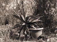 Schräg im Topf  Pentax 645N, 2.8/75, Gelbfilter, CHS 100/100