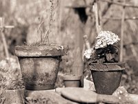 Hortensie im Topf  Pentax 67II; 4.0/200; 400TX/250