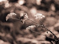 Wiesenbärenklaudolden  Pentax 67II, 4.0/200,  400TX/400 - 17.08.2013 -