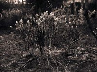 Phlox mir Reif  Pentax 6x7; 2.4/105; Rollei R3/640 - Februar 2006 -