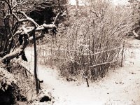 Wasserdoststauden im Schnee  Fuji GW 690 III; Fuji 100 Acros - Februar 2003 -