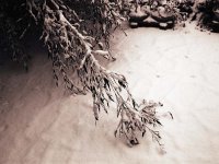 Schnee im März  Fuji GW 690 III; Rollei R3/200