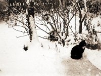 Schneeland mit Kater Brüderchen  Voigtländer Prominent, Skoparon 3.5/35; Agfa APX 100/125