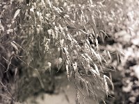 Bambus mit Schnee  Pentax 645N, 2.8/150, 400TX/400 - 21.01.2013 -