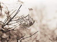 Hortensienblüte im Schnee  Pentax 67II; 2.4/105; Efke R100