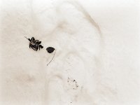 Schneeblatt  Pentax 67II; 2.4/105; Efke R100