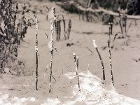 Schneestöcke  Pentax 645N, 2.8/150, 400TX/250