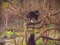 Der Essigbaum und die Katzen