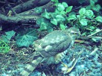 Der Sperber im Garten