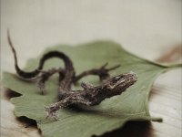 Verstorbene und eingetrocknete kleine Eidechse auf Ginko Blatt