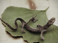 Verstorbene und eingetrocknete kleine Eidechse auf Ginko Blatt