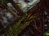 Windvogel im Gesträuch