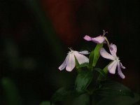 Seifenblume im Oktober