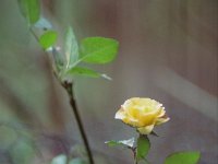 Letzte Rosenblüte im Garten  24.12.2014