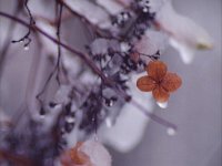 Hortensienblüten im Dezember