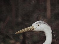 Der Reiher im Garten