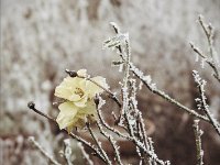 Winterblüte