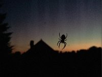 Spinne am Abend