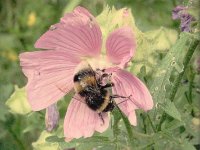 Hummel und Malvenblüte