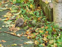 Junger Igel im Herbstlaub