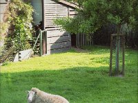 2006 - Das letzte Schaf