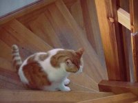Theo auf der Treppe