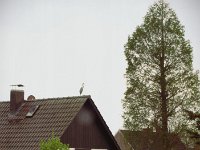 Frühling; - der Reiher auf dem Dach